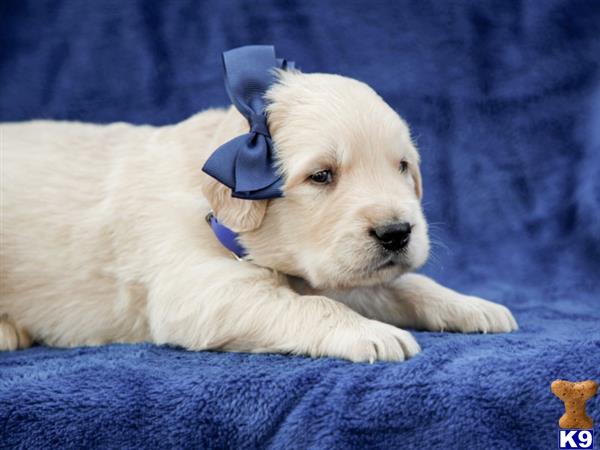 breeders Picture 2